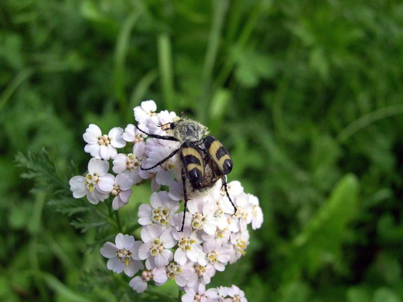 Coleotteri in Val di Tures